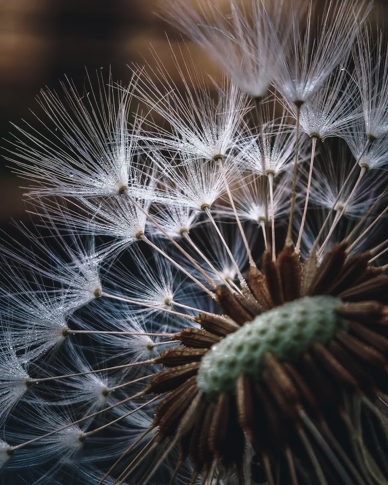 Dandelion with morning dew drops