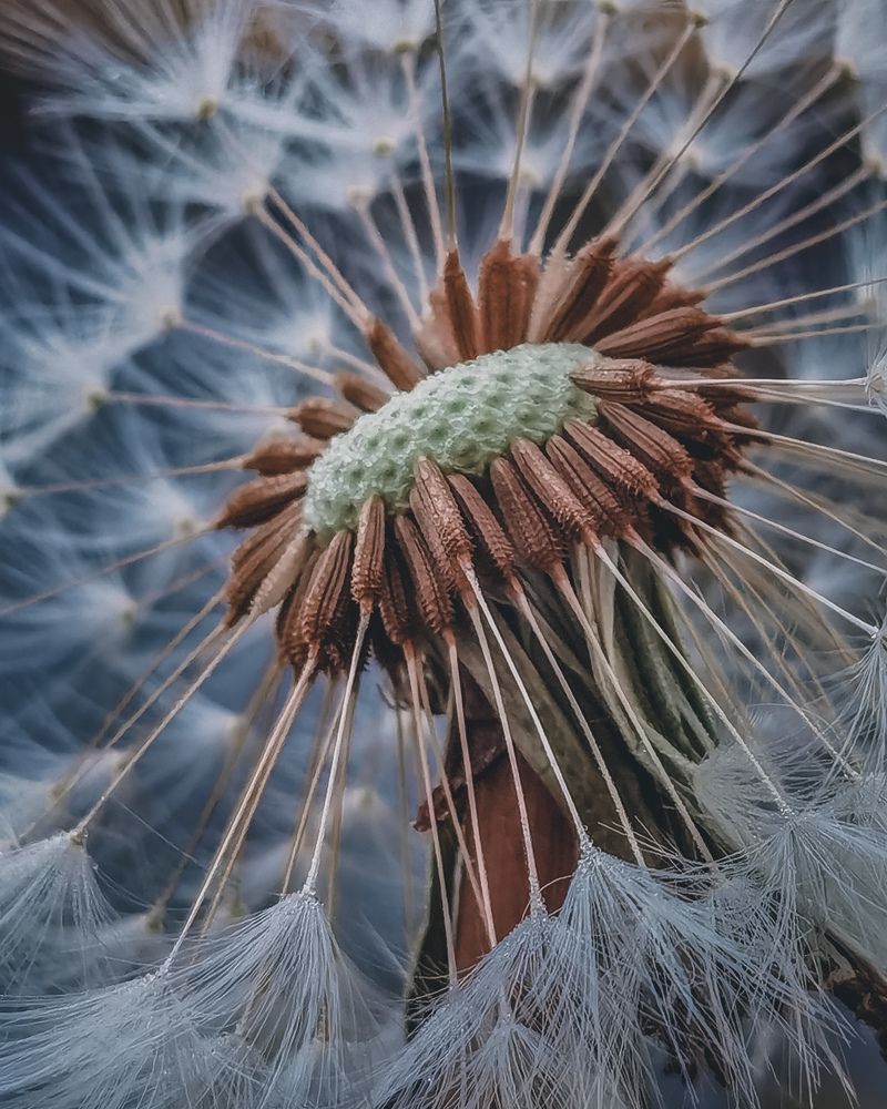 Dandelion