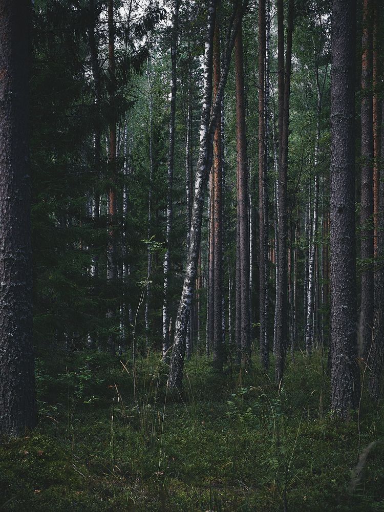 Фотография автора Александр Османов