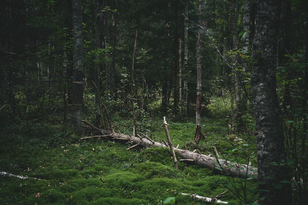 Фотография автора Александр Османов