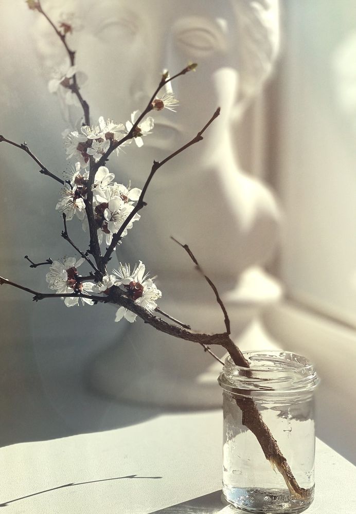 Цветущая веточка абрикоса