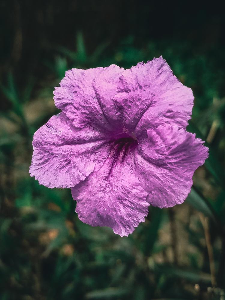 Photograph by Margaret Robert Bertram