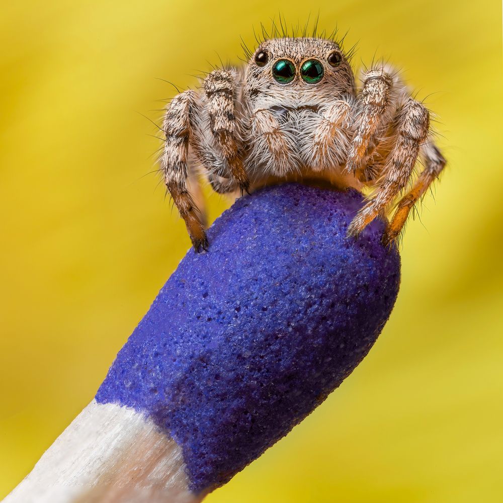 Matches And 4mm a live Jumping Spider