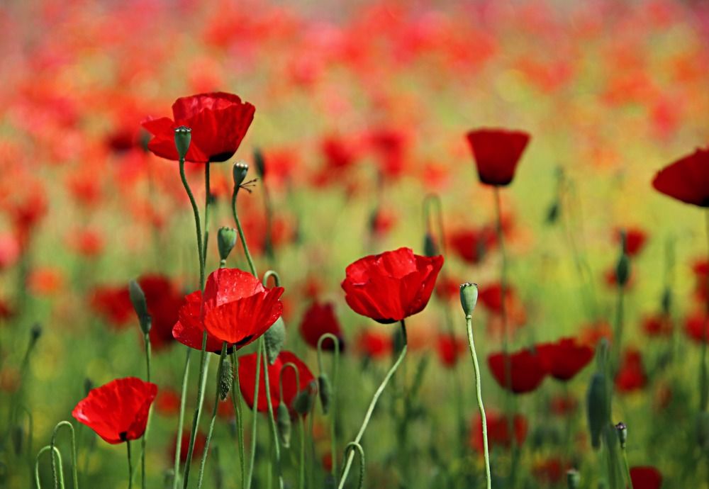 Photograph by Irina Radzinskaya