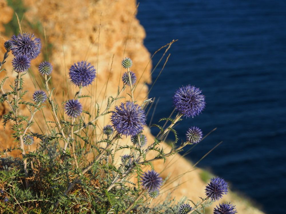 Flowers on the rocks.