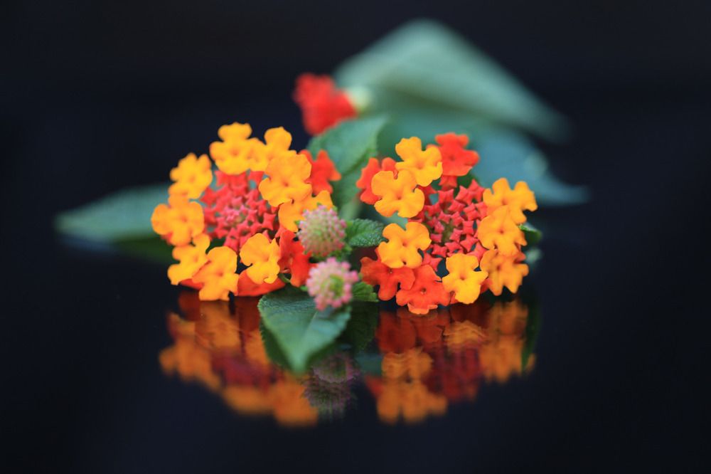 Photograph by Ирина Бунина