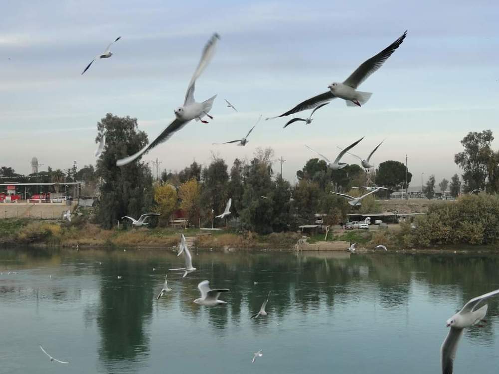 Фотография автора Dr.Natheer Azzawi