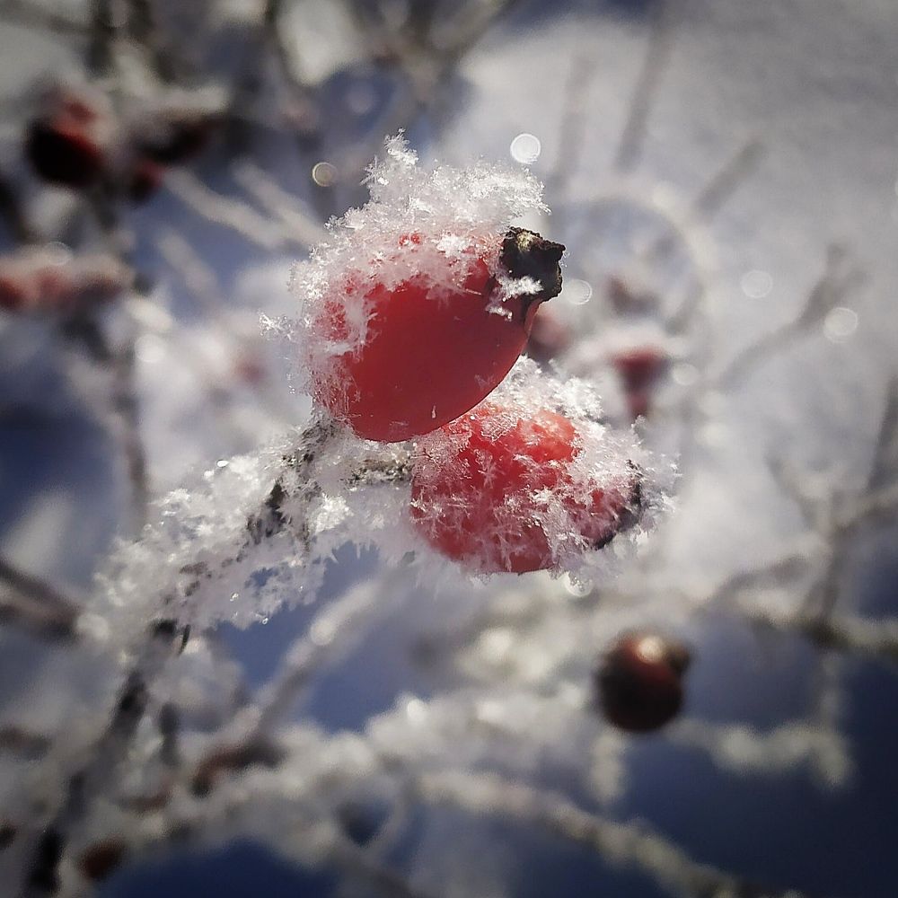 Photograph by Елена Павлова