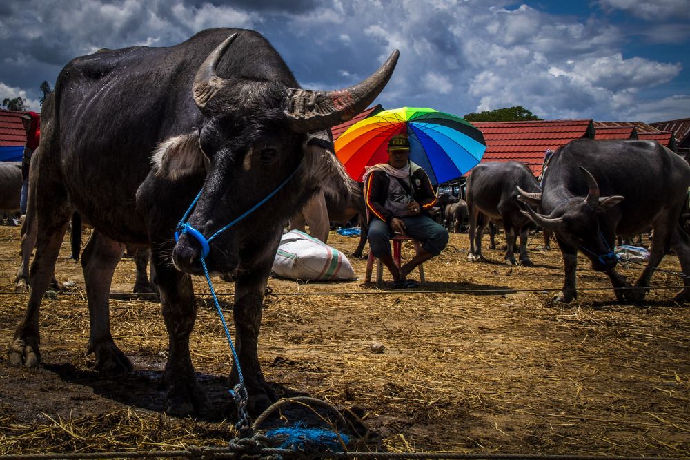 Traditional animal market