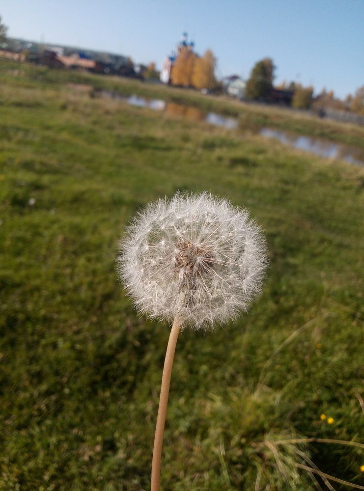 Dandelion