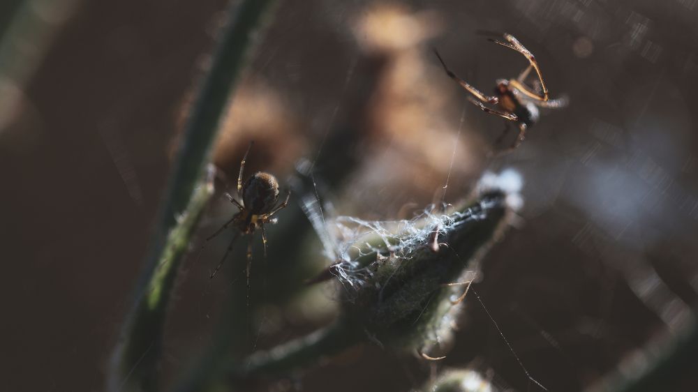 Photograph by Hillel Shatz