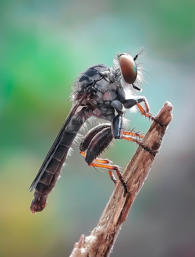 Robberfly