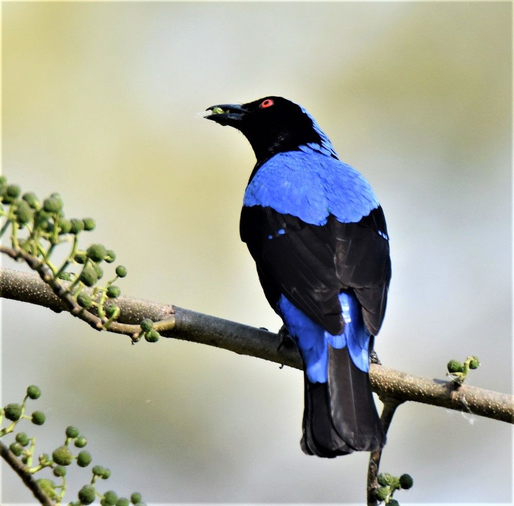 Photograph by Kushal Sharma