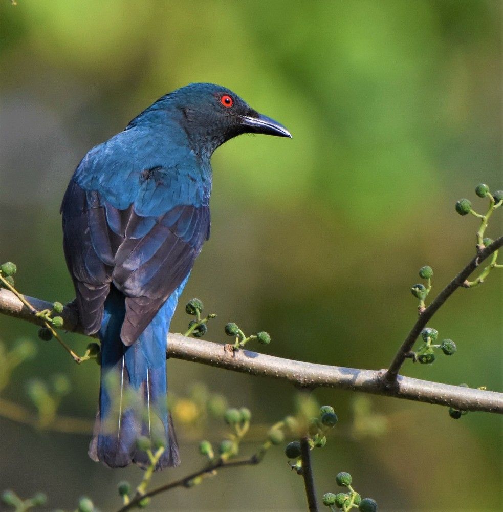 Photograph by Kushal Sharma