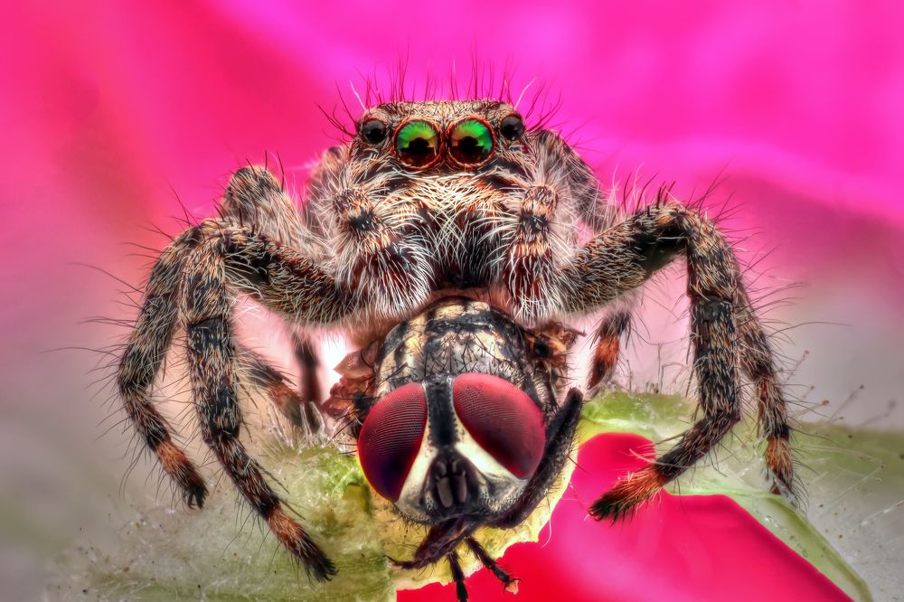 Photograph by Omid Mirshamsi