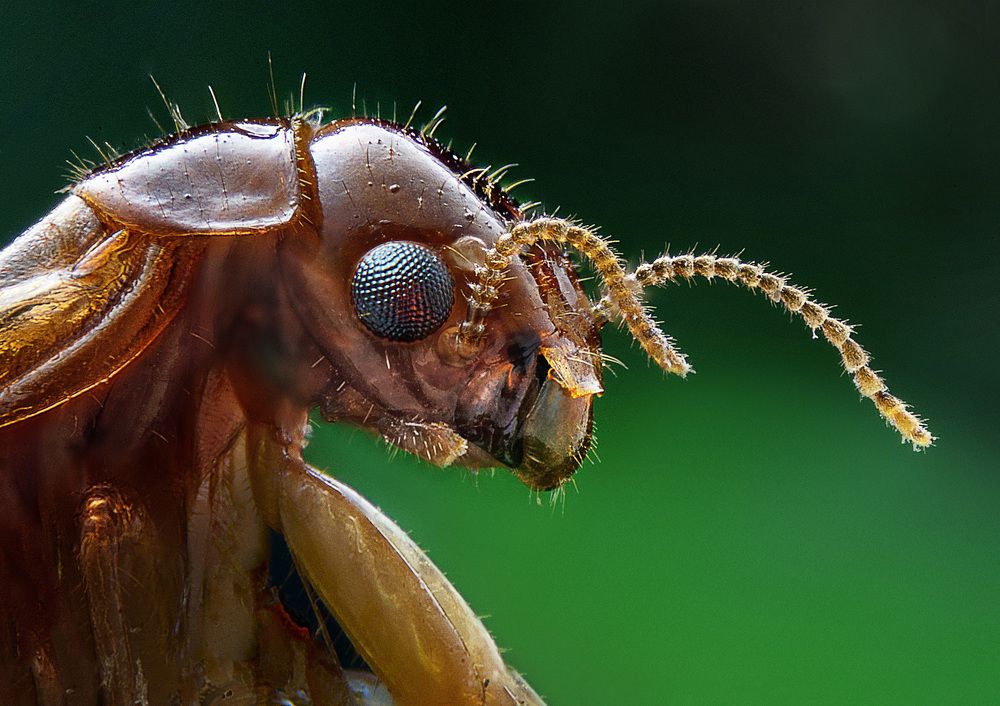 Photograph by Eduardo Modolo