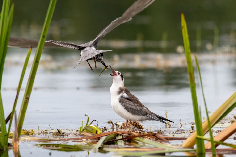 Photograph by Павел Краснослободцев