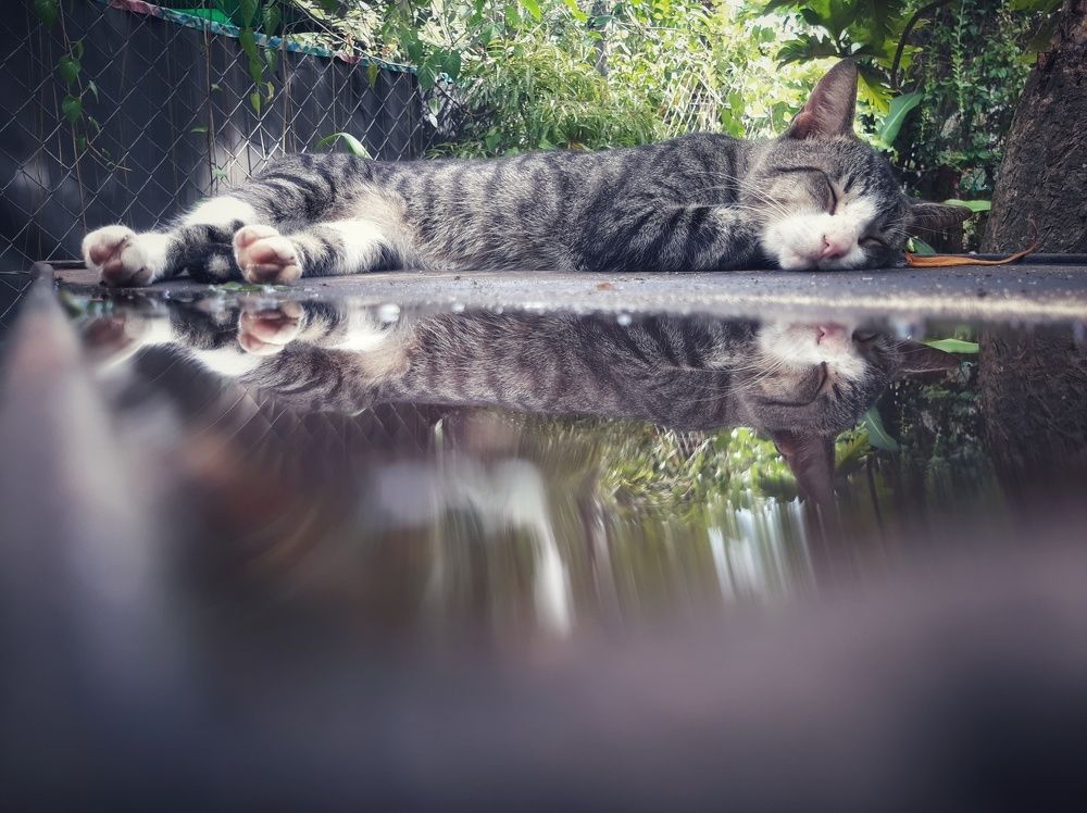 Photo #6040850