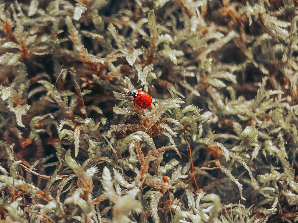 Photograph by Нестерова Карина