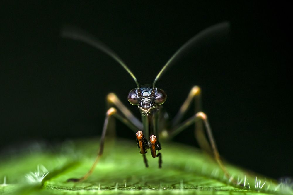 Фотография автора NeCoTi ChonTin