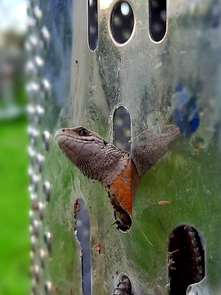 Ящерица прыткая любопытная