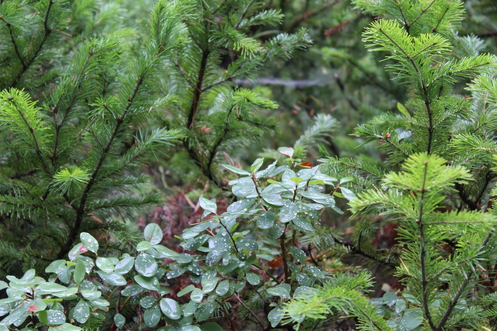 Байкальский заповедник