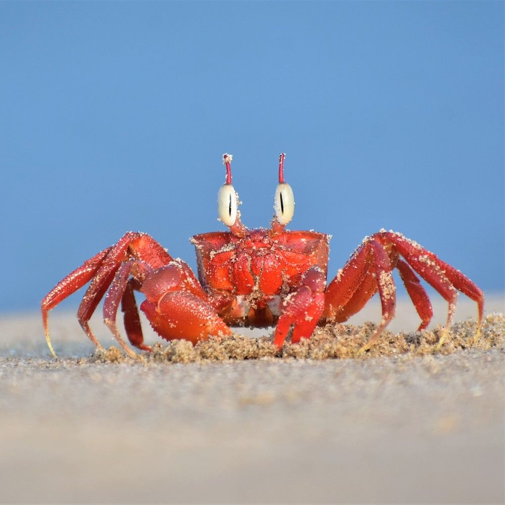 Photograph by Soumya Chandan Panda