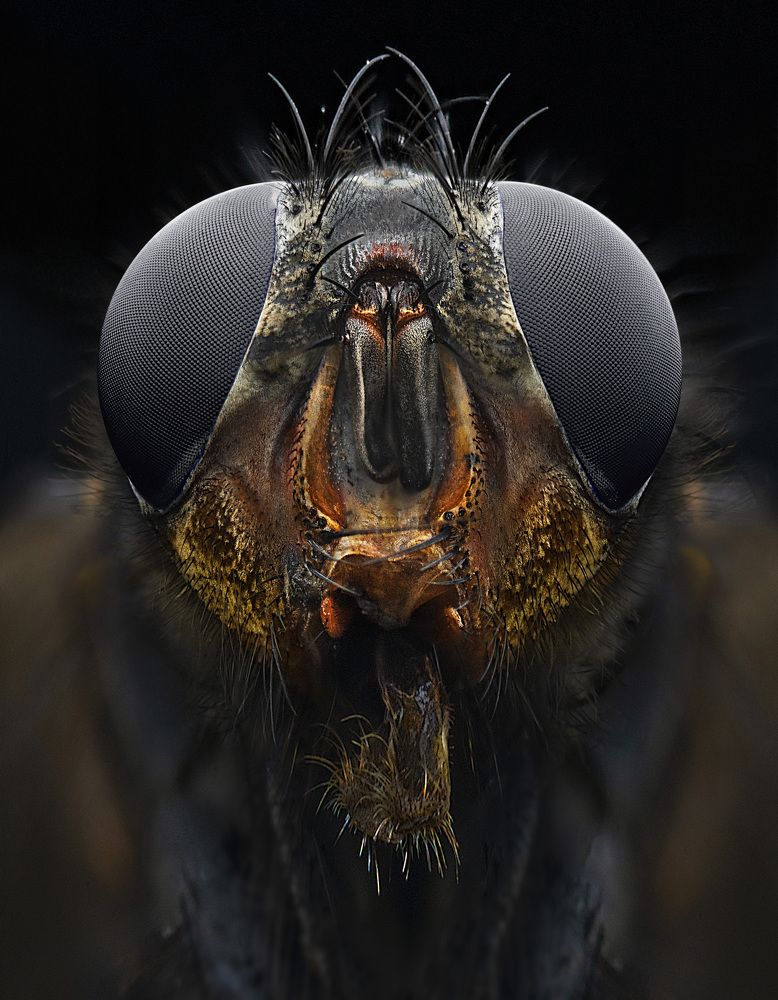 Photograph by Eduardo Modolo