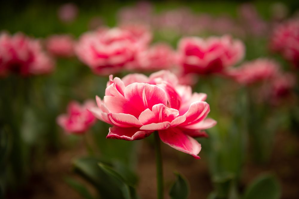 Photograph by Helen Vasilieva