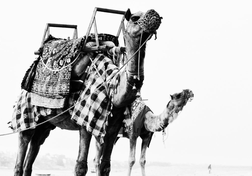 Фотография автора Vaishali Sahu