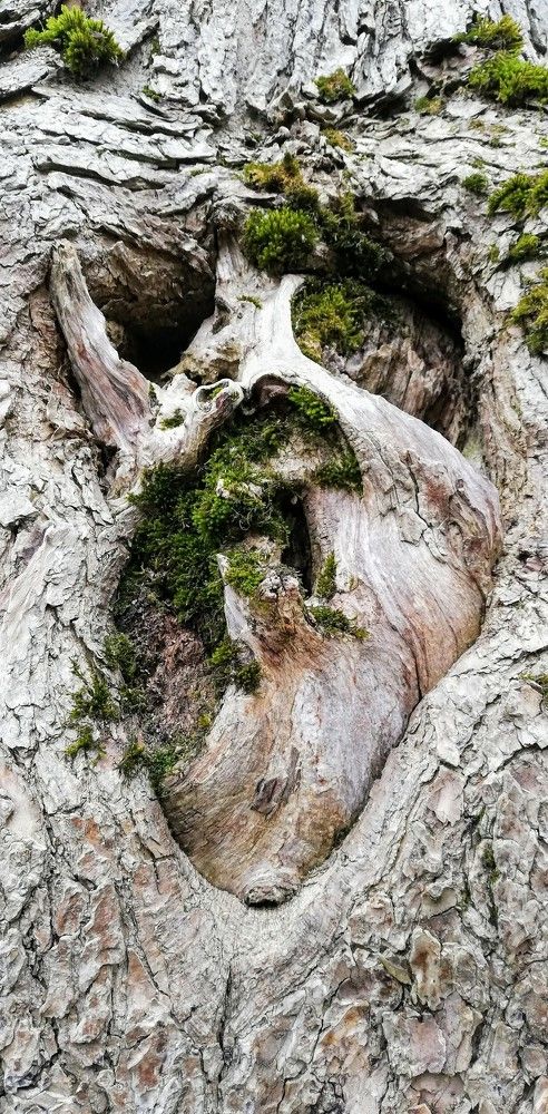 И у деревьев есть сердце