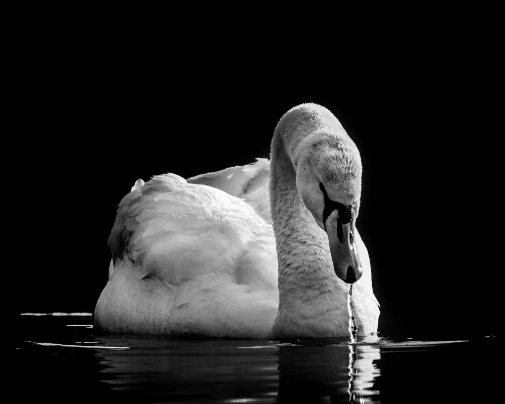 SWAN IN BLACK AND WHITE