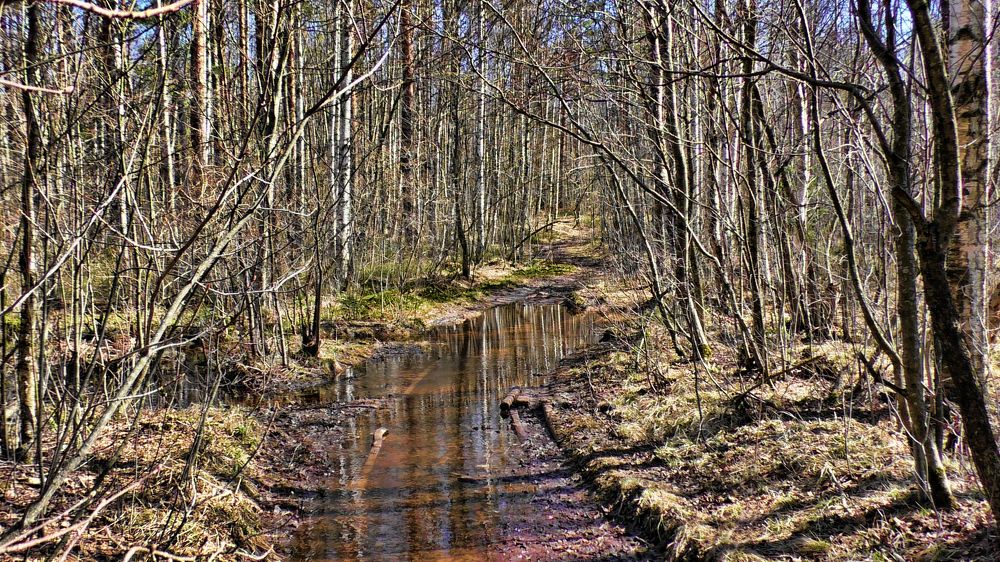 Чудесный весенний день!