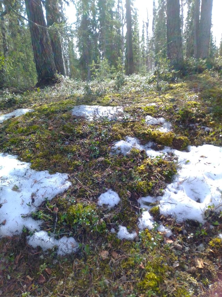 Photograph by Нина Гирнык