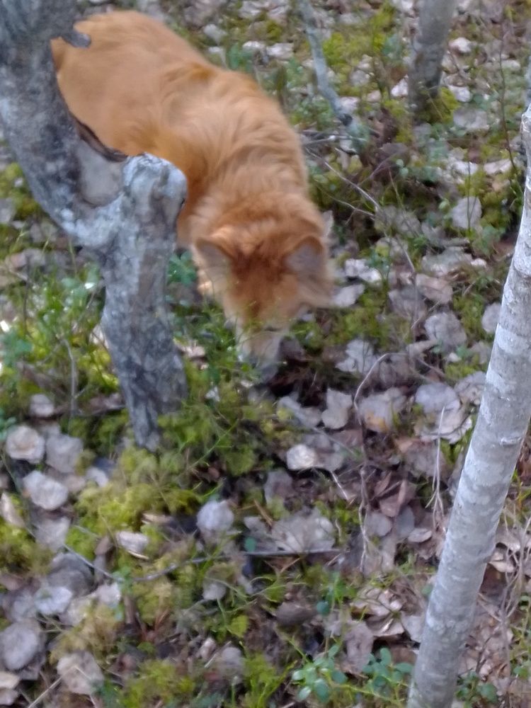 Photograph by Нина Гирнык