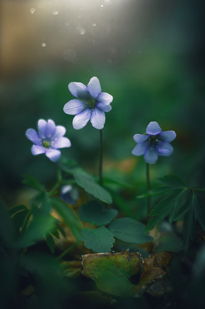 Photograph by Александр Тарасевич