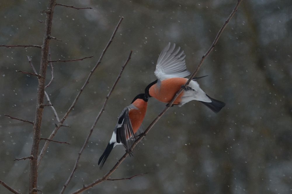 Photograph by Оксана Давыдова