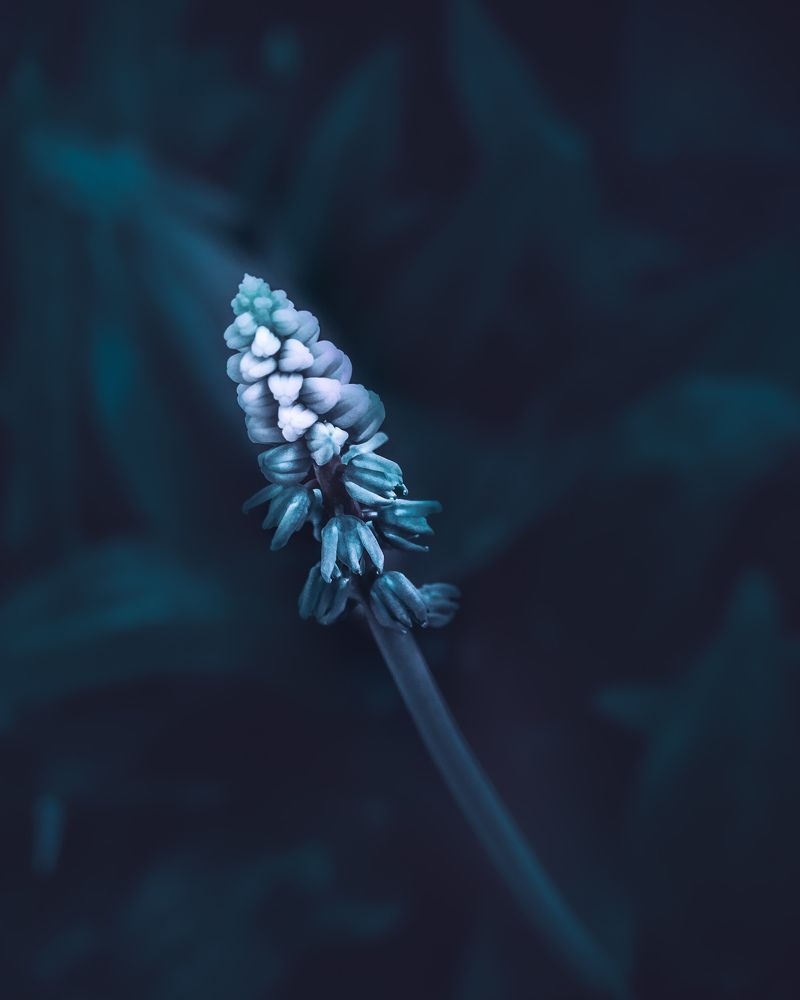 Photograph by Эльвира Курочкина