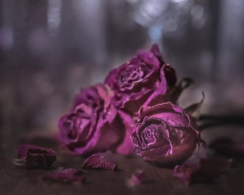 Photograph by Эльвира Курочкина