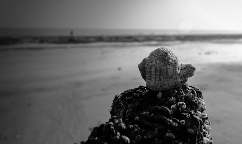 Shell