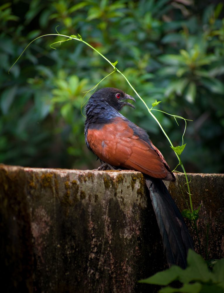 Фотография автора abhilash a k