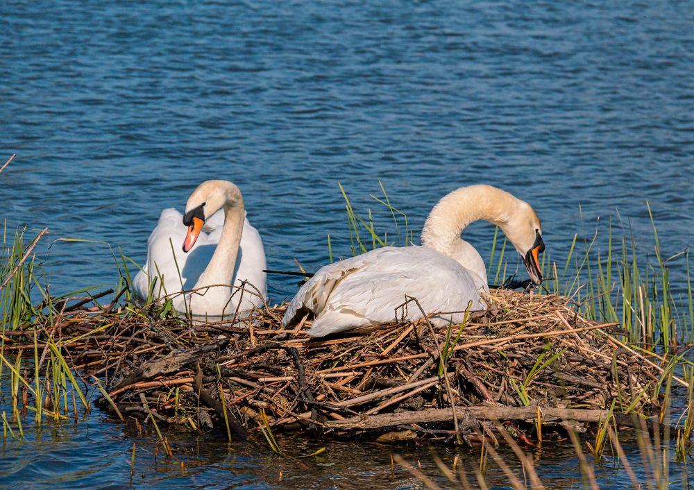 Photograph by Dmitri Sorokin