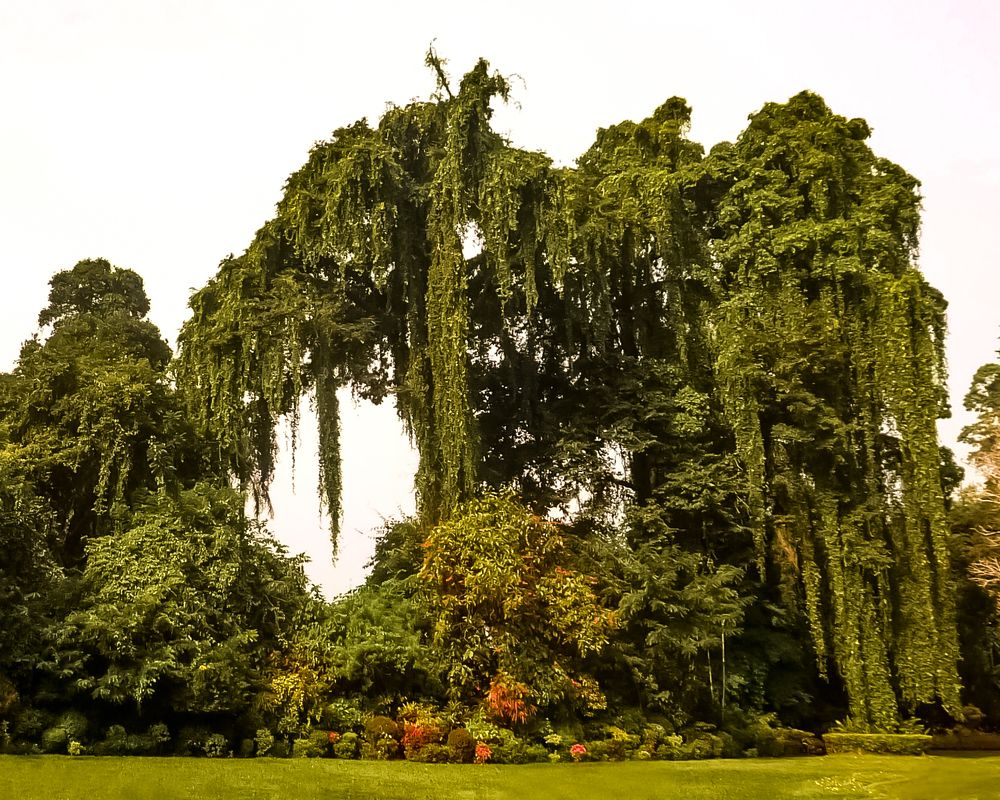 Photograph by Эльвира Курочкина