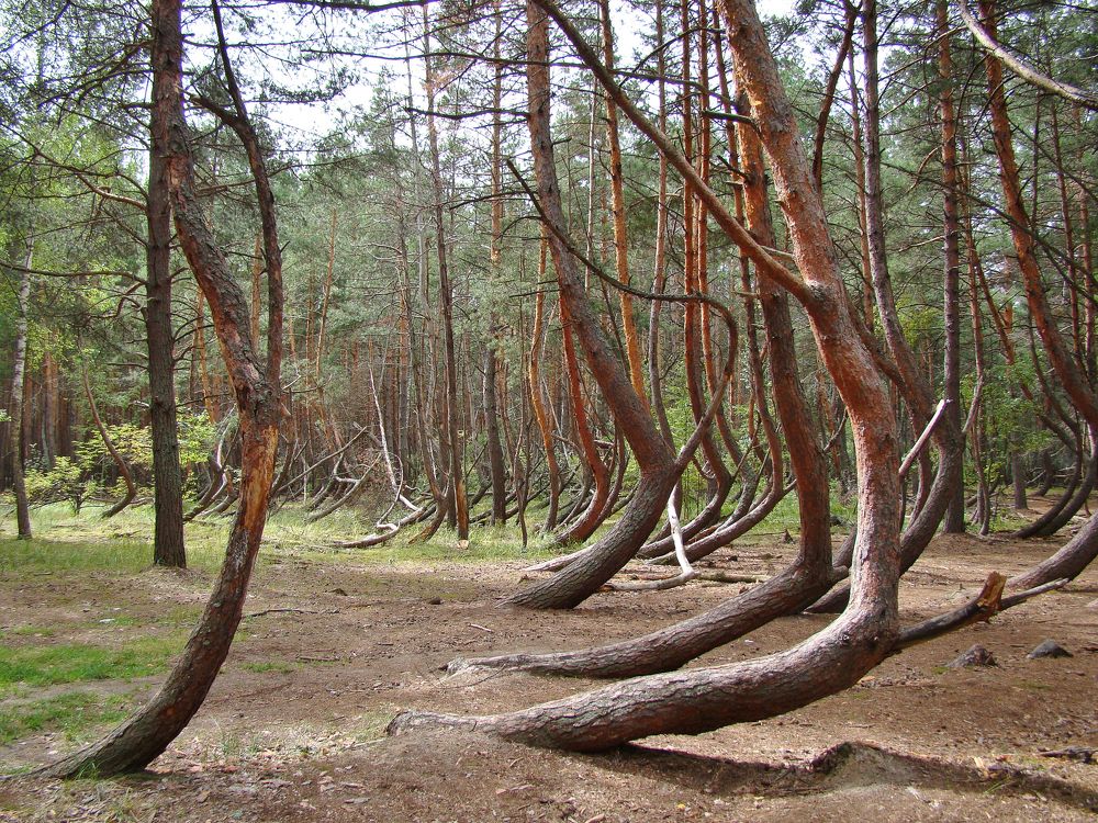 Россия. Рязанская область. Тырново. Пьяный лес.