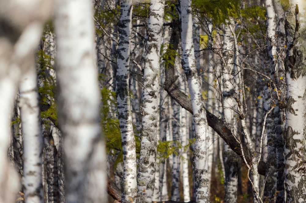 Photograph by Наталья Скиданова