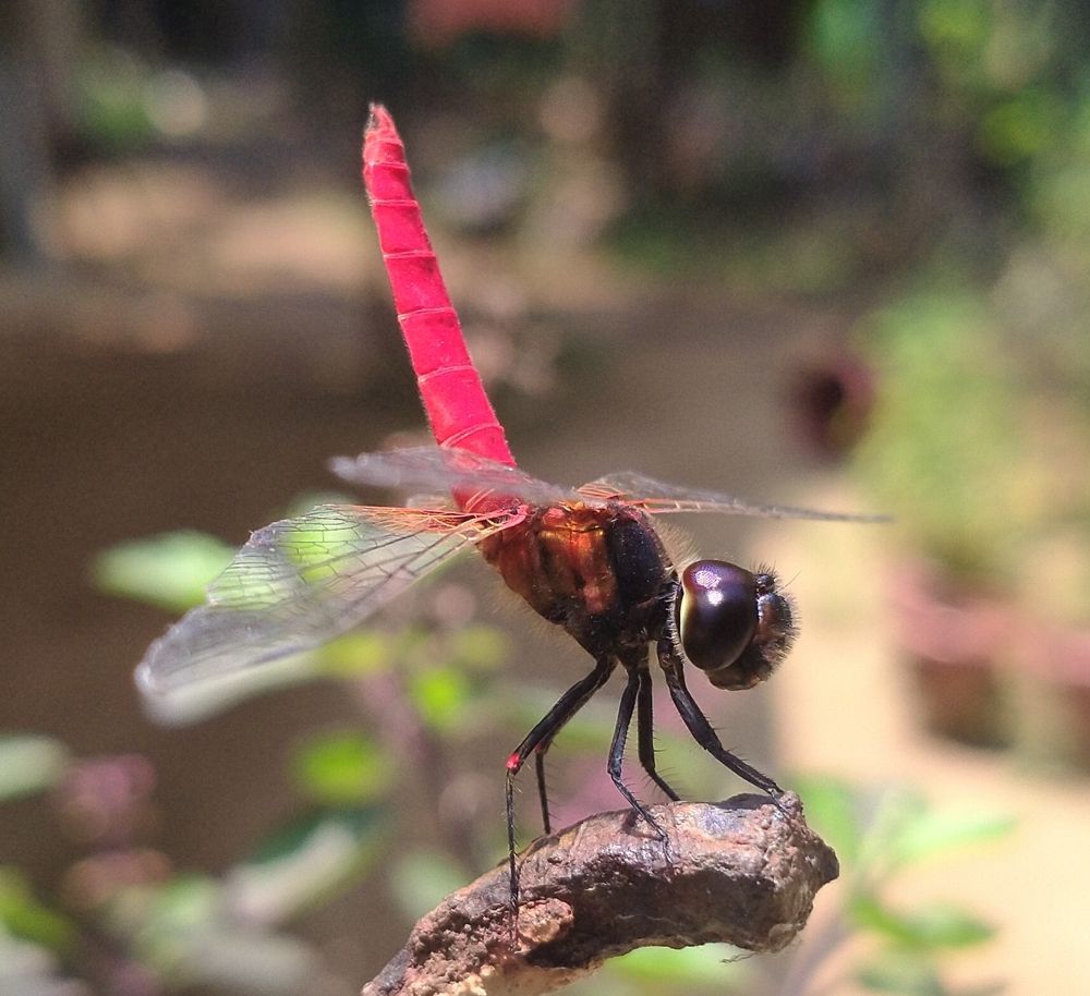 Photograph by Sajal Menon