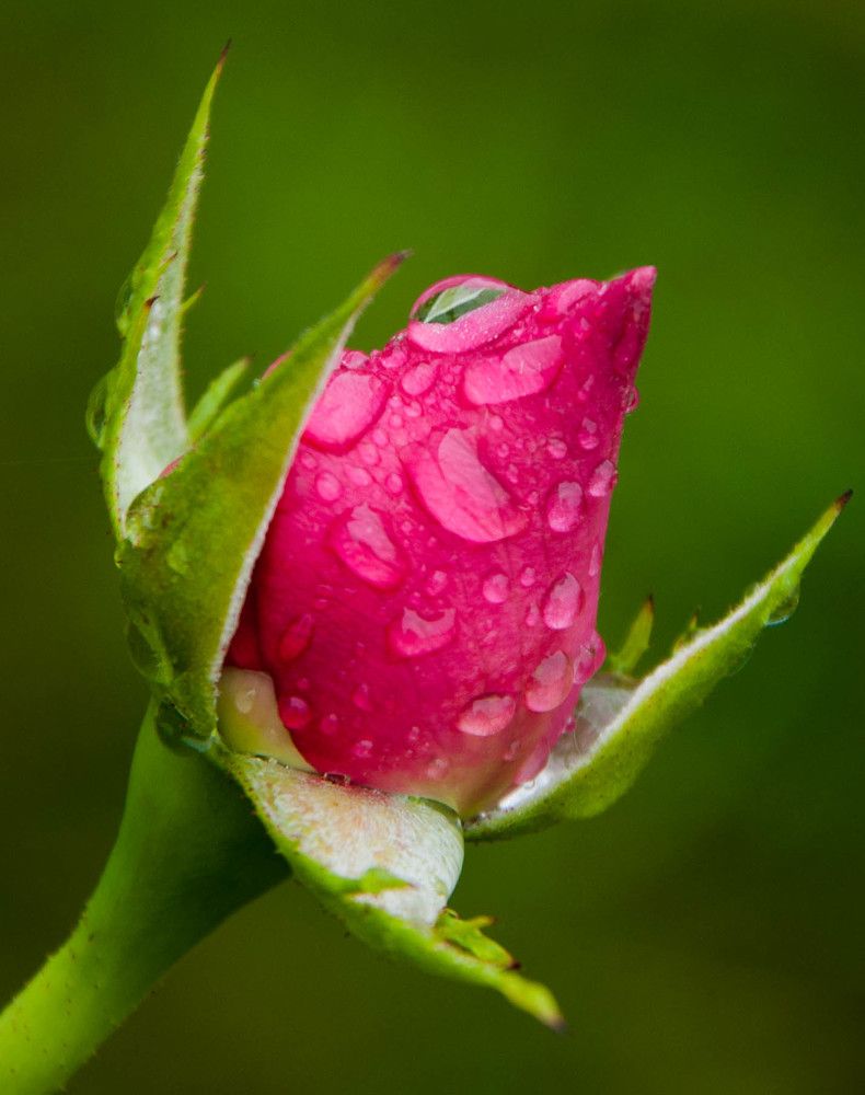 Photograph by Лариса Натальская