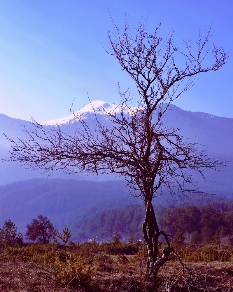 танцующее дерево
