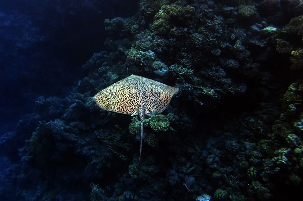 Photograph by Мария Берёзка