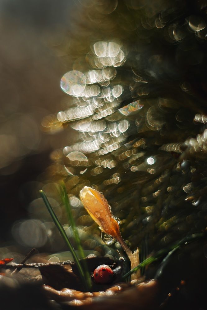 Фотография автора Dolli Pogrebnaya